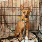 Alcaldía del DN esteriliza a 100 perros y gatos en parque Mirador Sur en jornada de bienestar animal