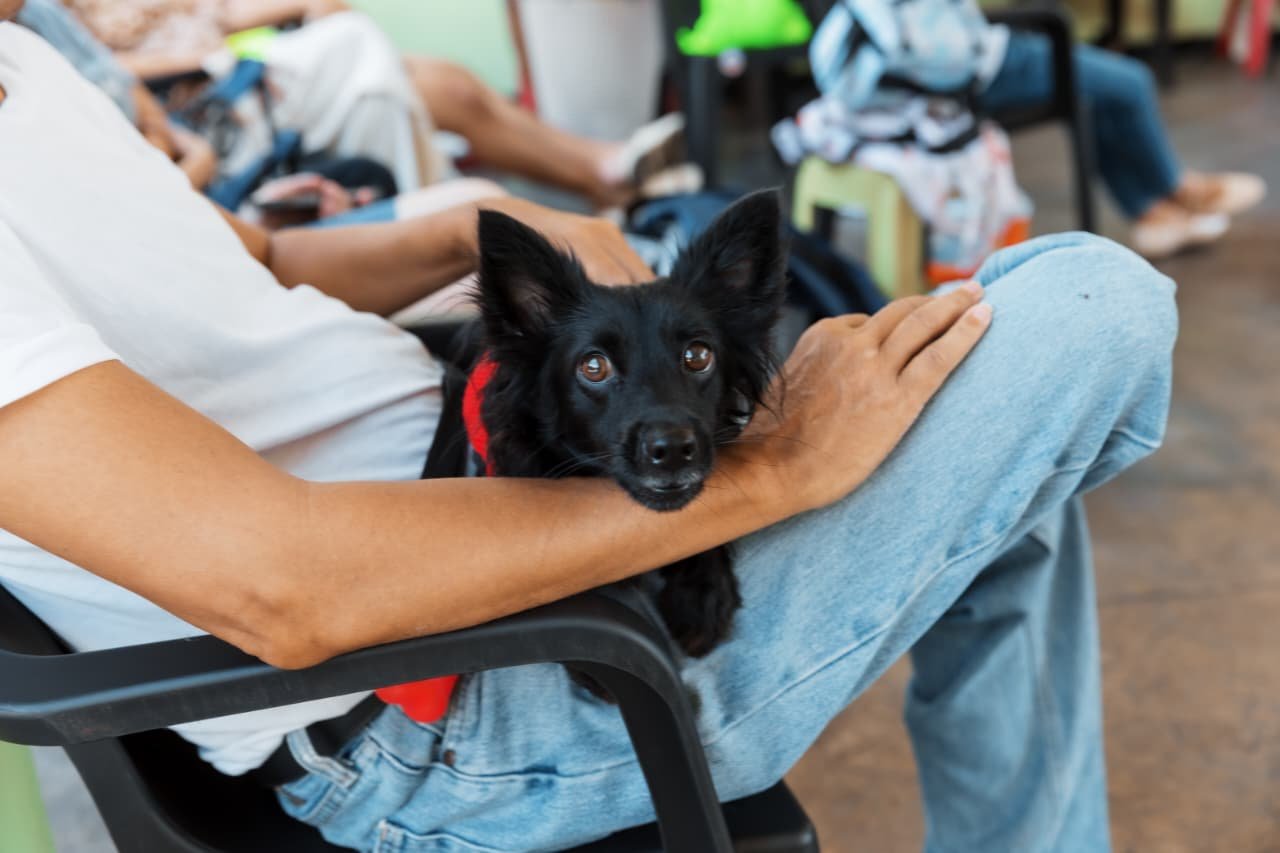 Alcaldía del DN ha realizado 30 jornadas de bienestar animal; más de 3,000 perros y gatos han sido esterilizados